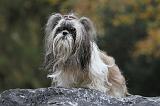 SHIH TZU 169